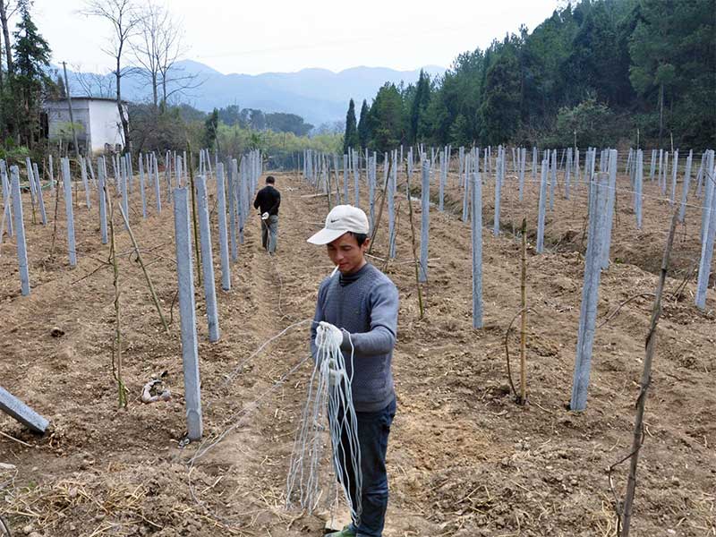 包塑絲應用于獼猴桃搭架施工